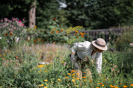 En kvinnlig trädgårdsmästare som arbetar i Gunnebo slotts trädgård.
